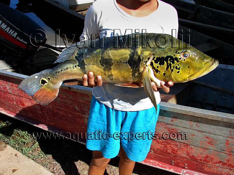 Peacock bass venezuela